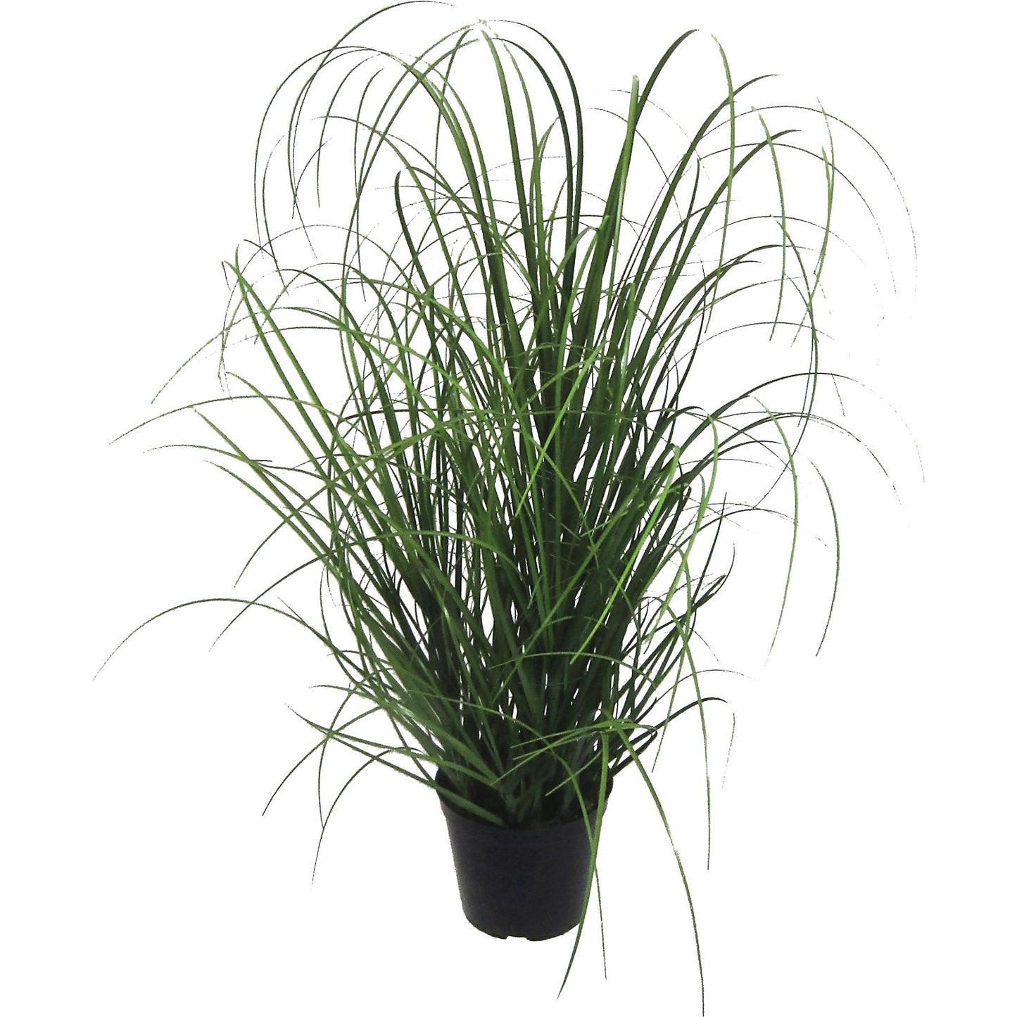 Grass bush, in a black plastic pot, height 600 mm, pack of 3.