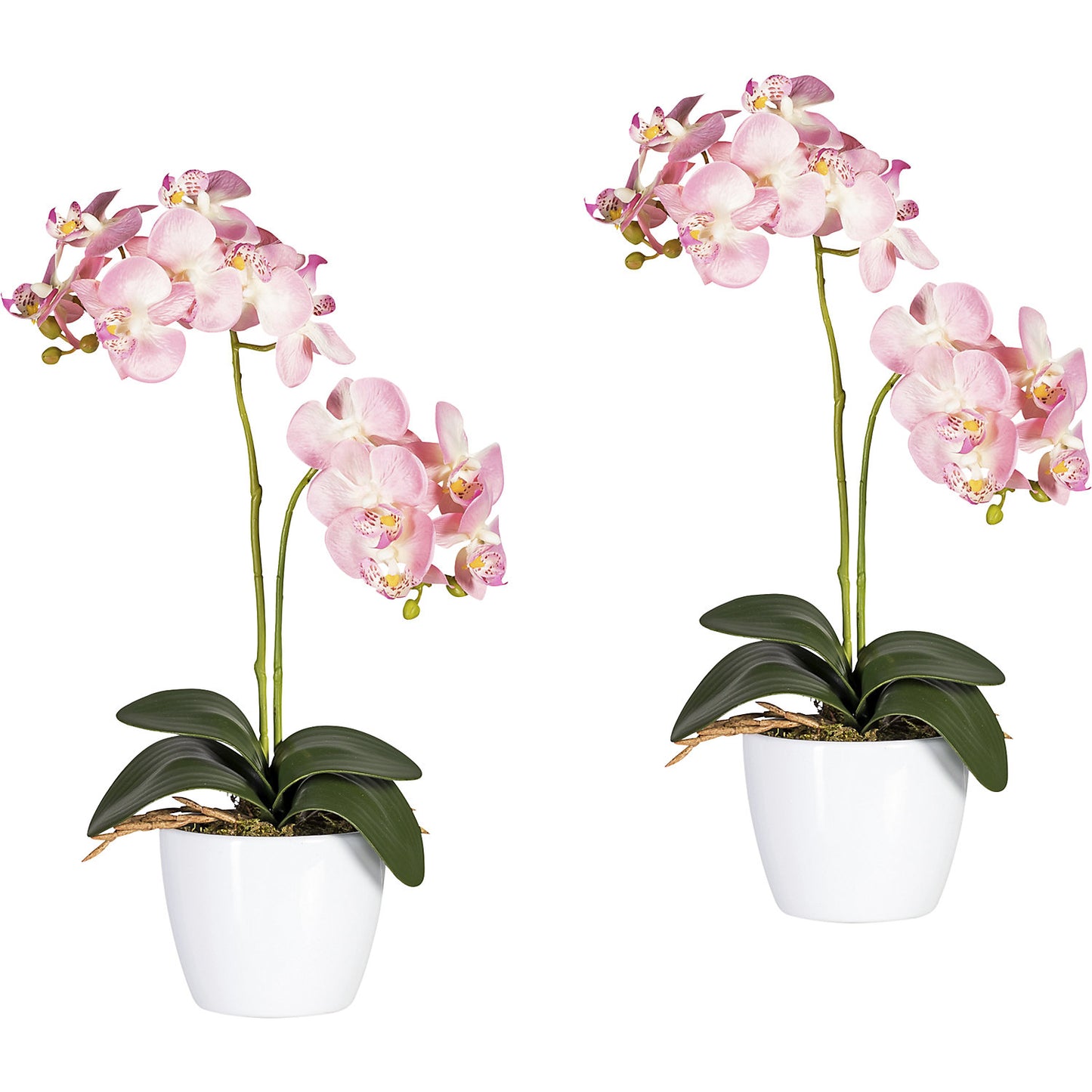 Moth orchid in a white ceramic pot, height 500 mm, pack of 2, pink flowers.