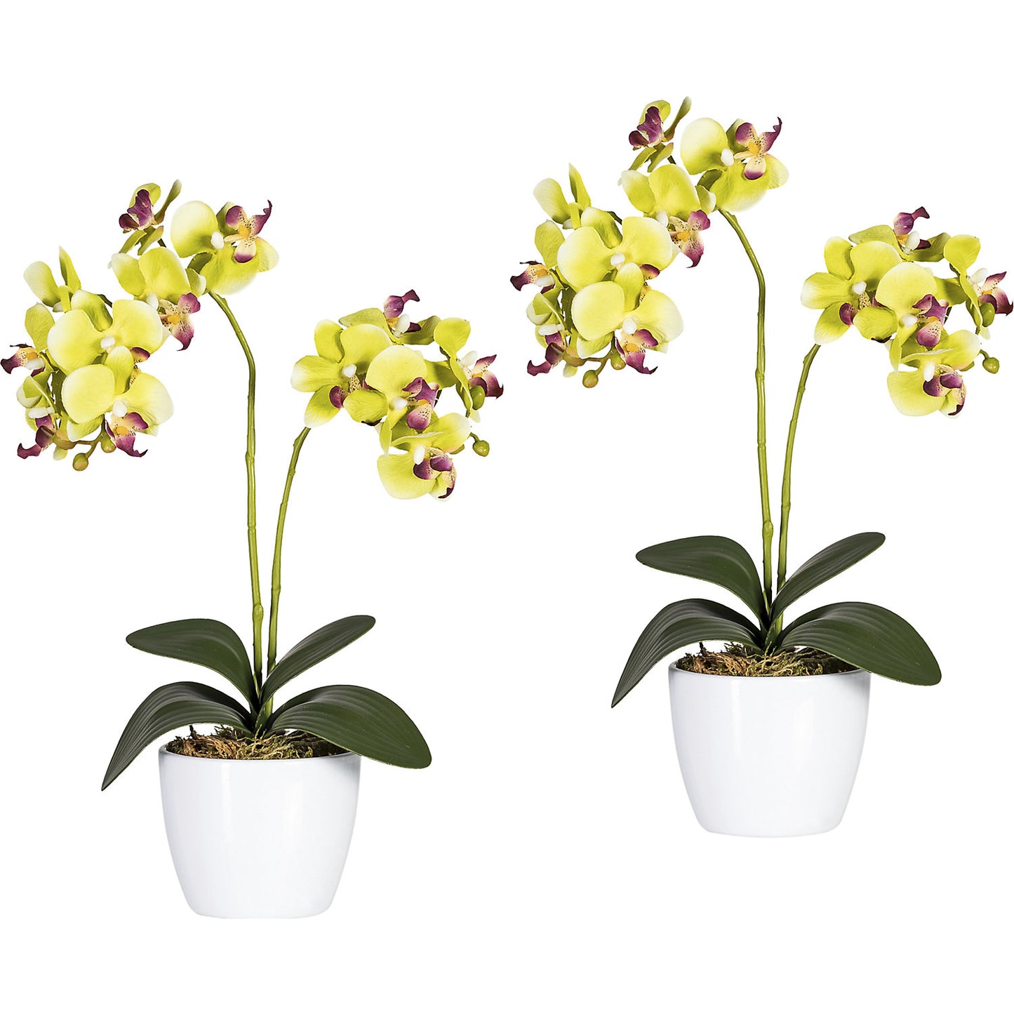 Moth orchid in a white ceramic pot, height 500 mm, pack of 2, green flowers.