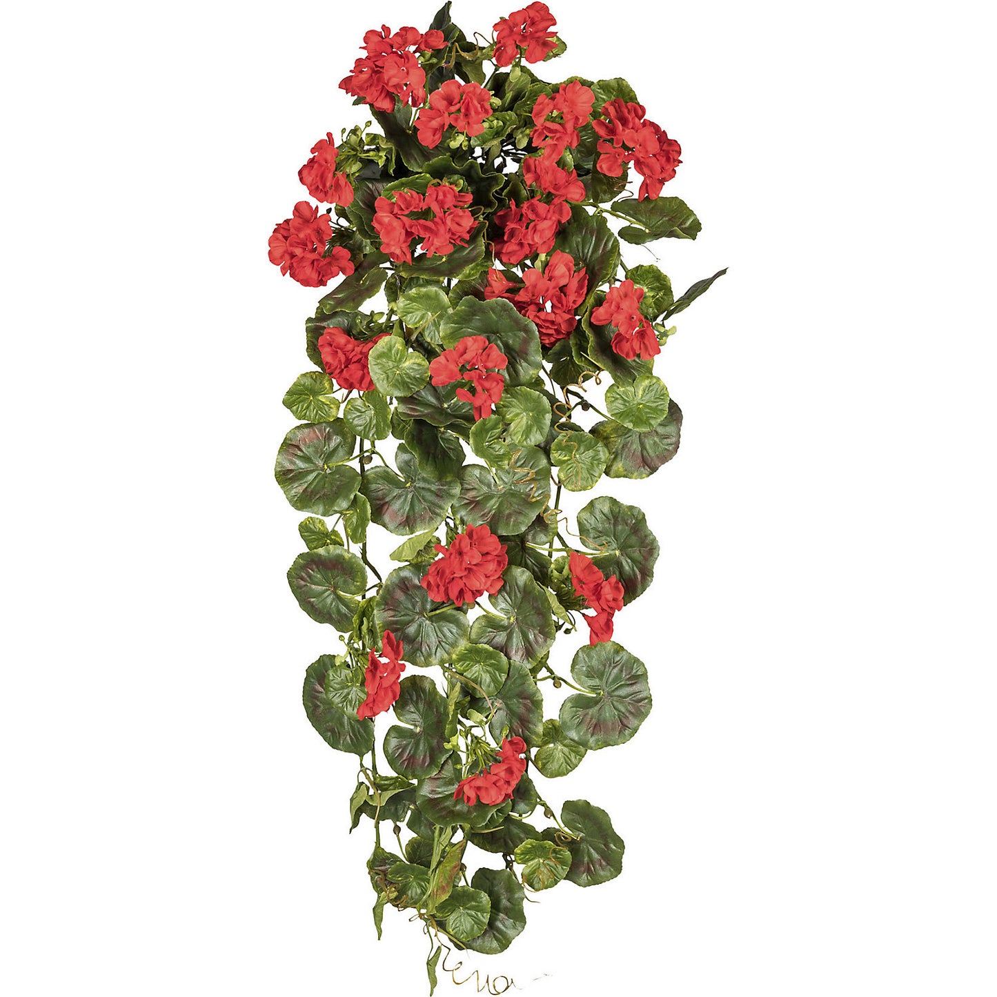 Hanging geranium, height 800 mm, UV resistant, red flowers.