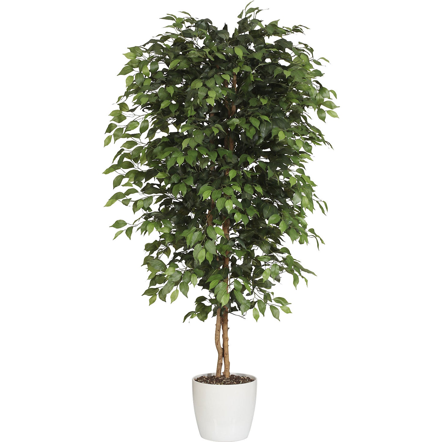 Ficus benjamina, natural trunk, with ceramic pot, height 1800 mm.