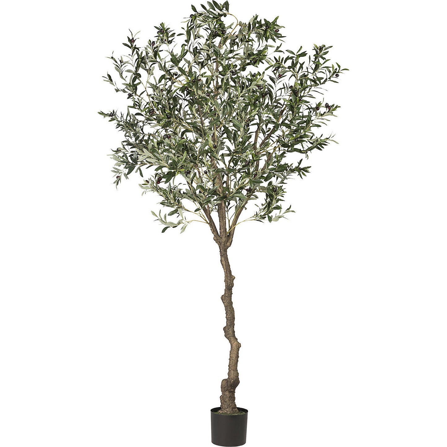 Olive tree, height 2400 mm, in a plastic pot.