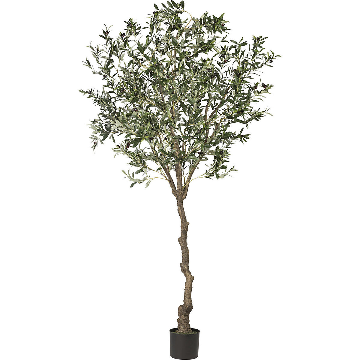 Olive tree, height 2400 mm, in a plastic pot.