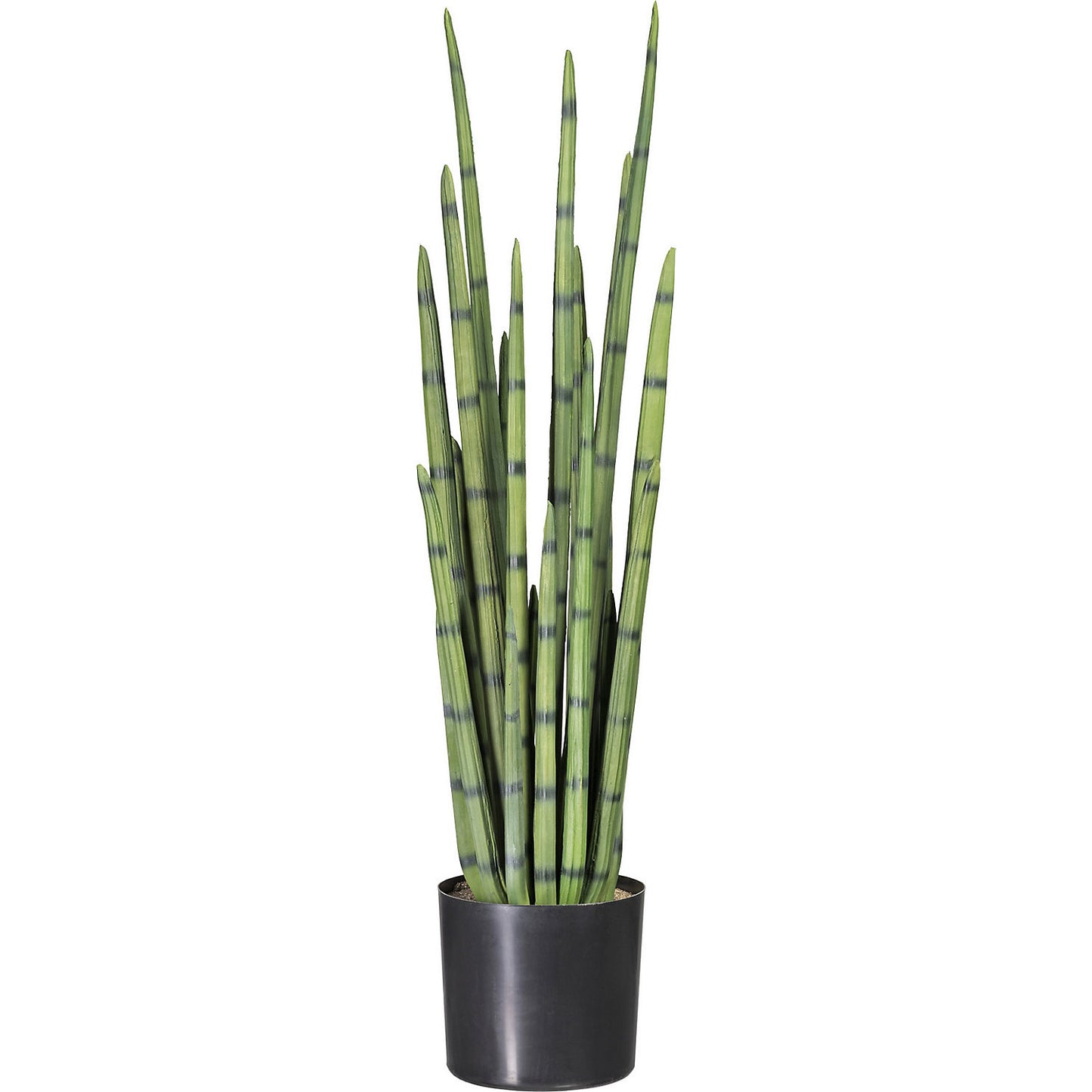 Cylindrical snake plant, in a plastic pot, height 1000 mm.