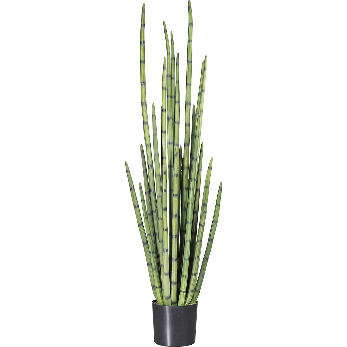 Cylindrical snake plant, in a plastic pot, height 1400 mm.