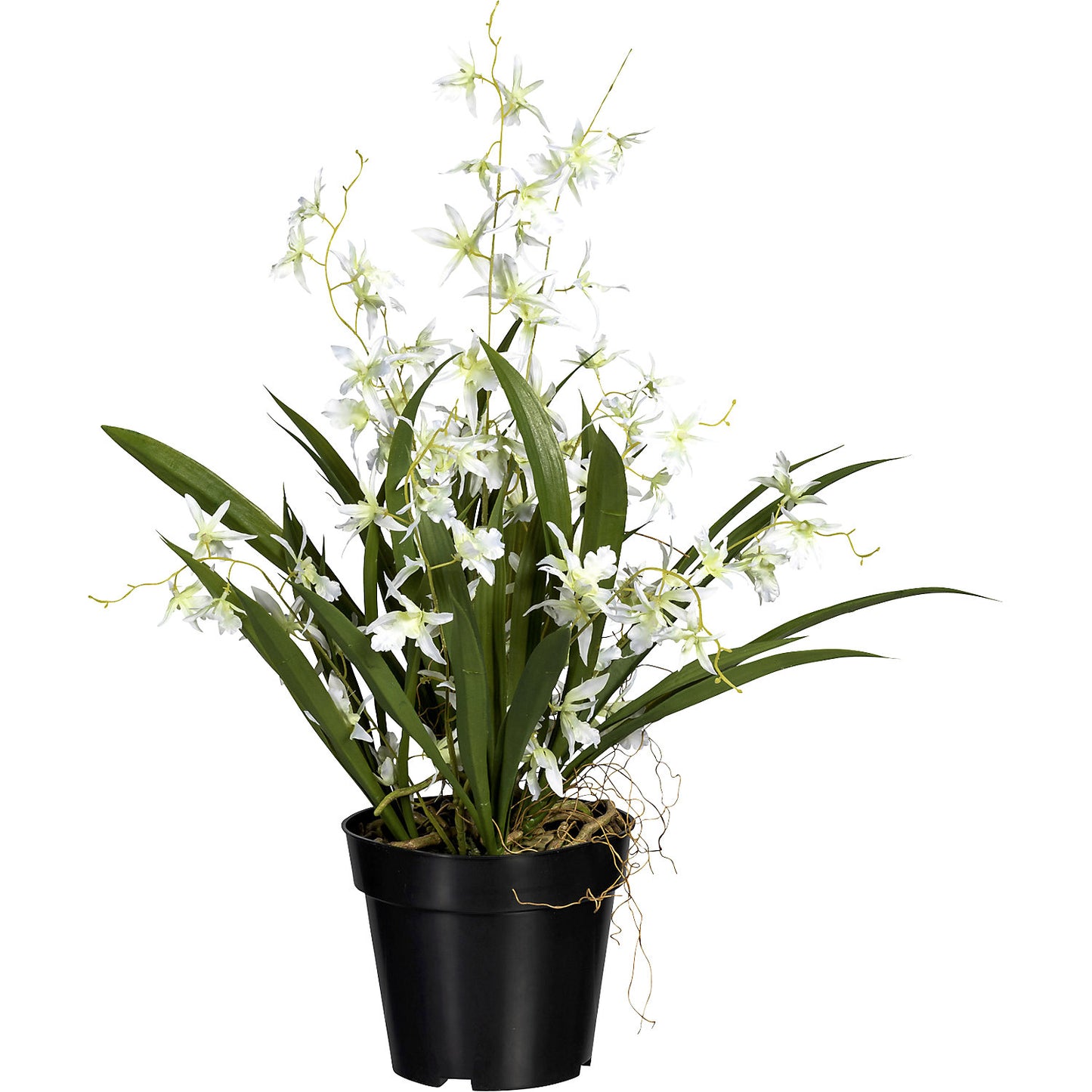Oncidium Dancing Queen, in a plastic pot, height 600 mm, pastel green.