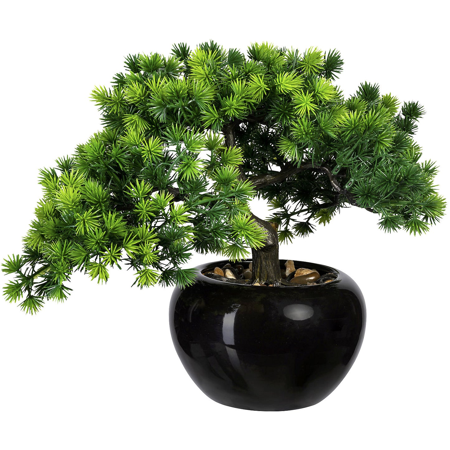 Bonsai larch, container Ø 150 mm, pack of 2, height 260 mm.