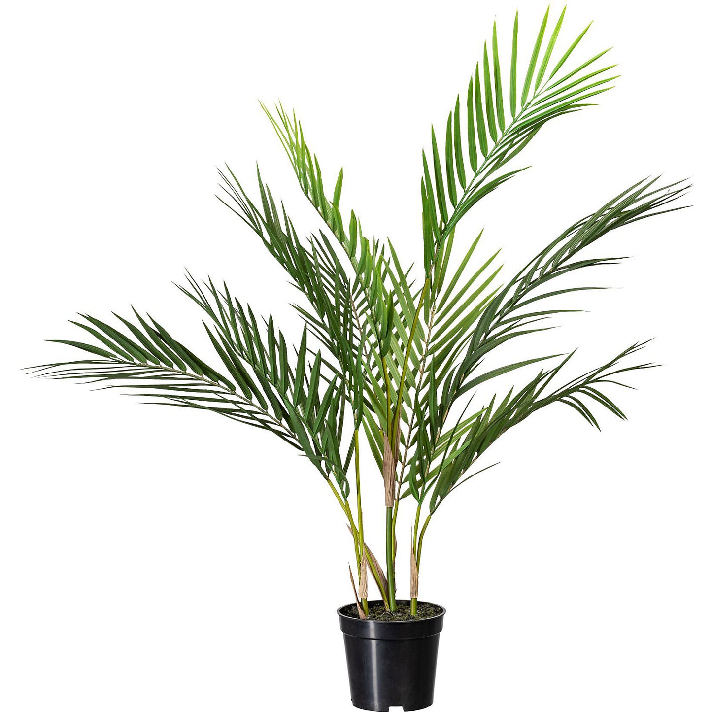 Potted palm, pack of 2, height approx. 700 mm, in a plastic pot with earth.