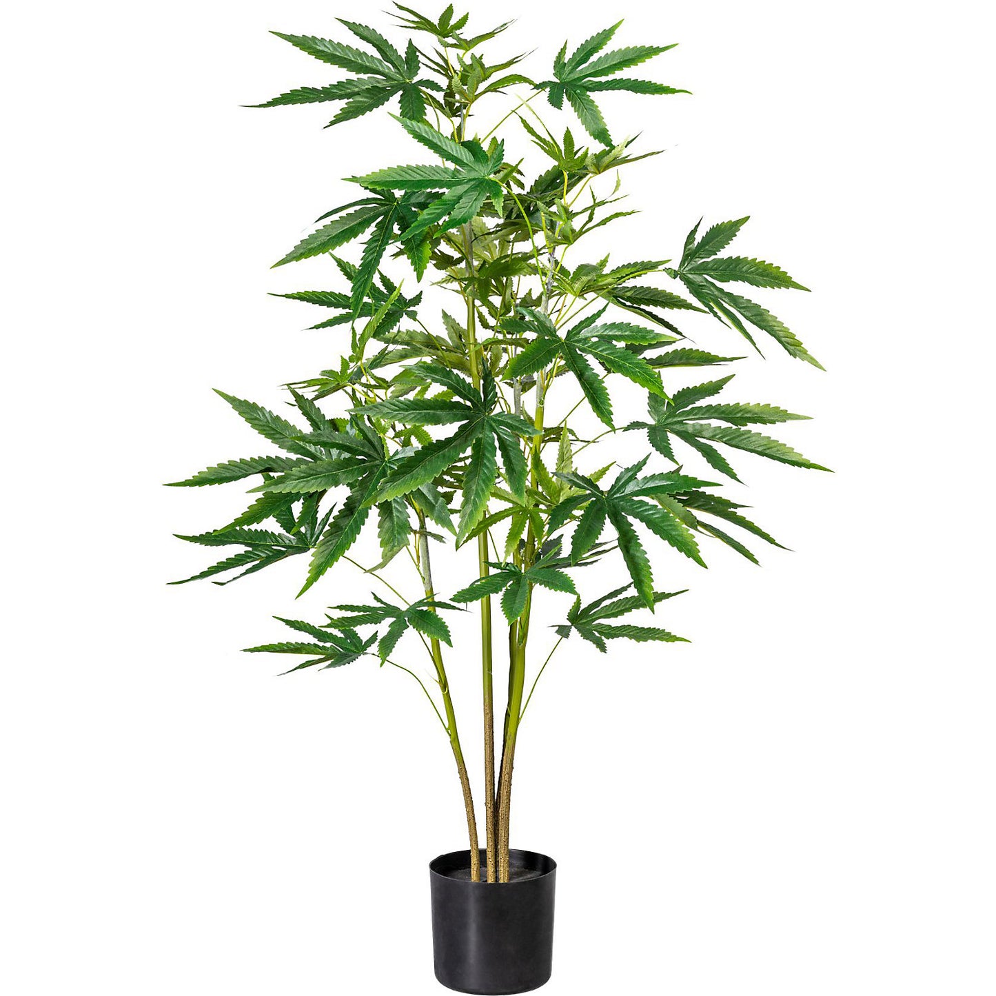 Ornamental hemp plant, in a plastic pot, height approx. 900 mm.