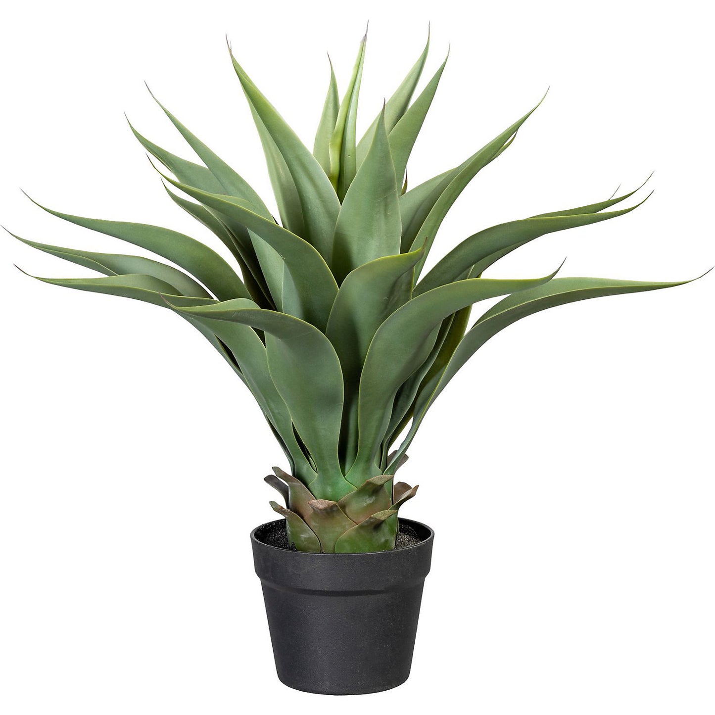 Agave, height approx. 570 mm, in a plastic pot.