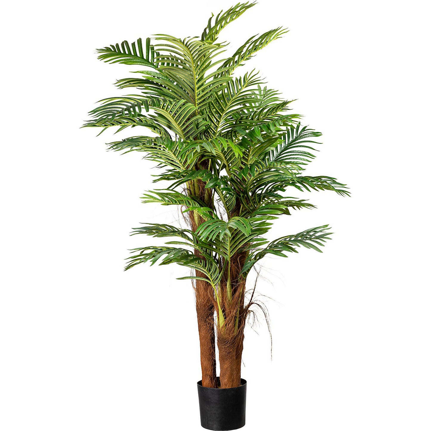Areca palm with a coconut trunk, height approx. 1600 mm, in a plastic pot with earth.