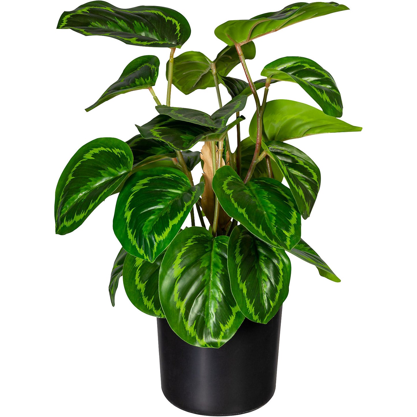 Maranta, pack of 2, height 450 mm, in a plastic pot with earth.