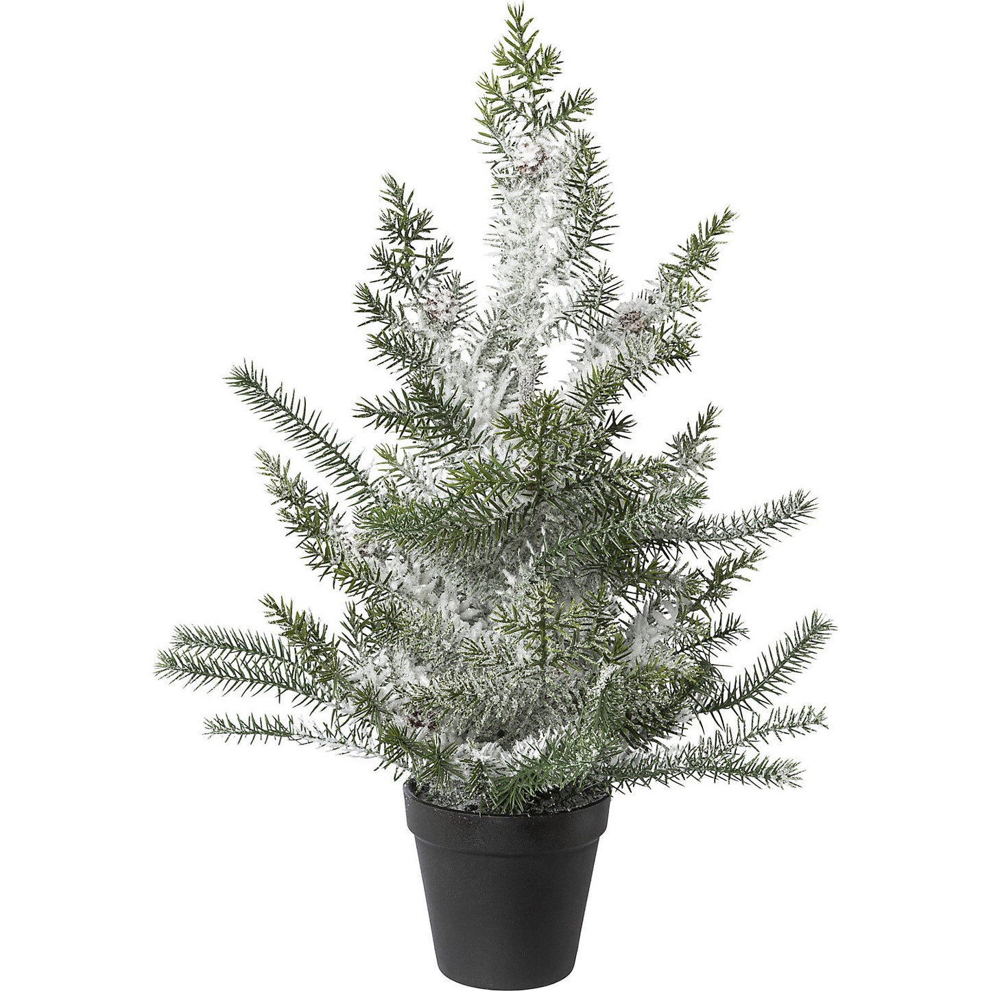 Norfolk Island pine in a pot, snow covered, plastic pot, pair, height 500 mm.