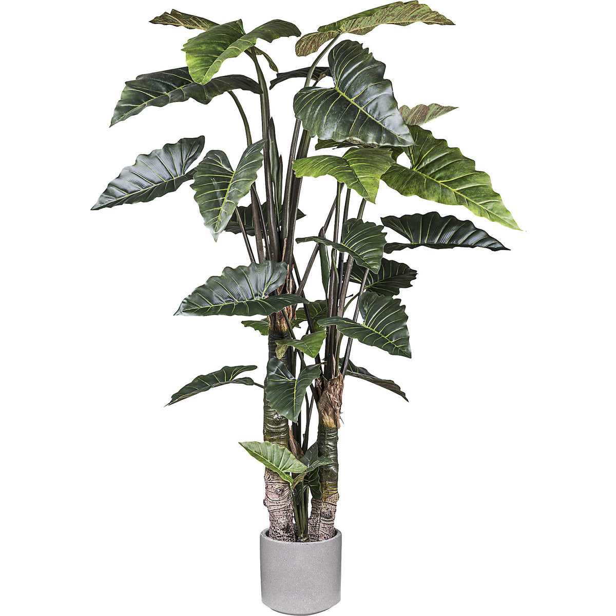 Taro plant, cement pot, height 2600 mm.