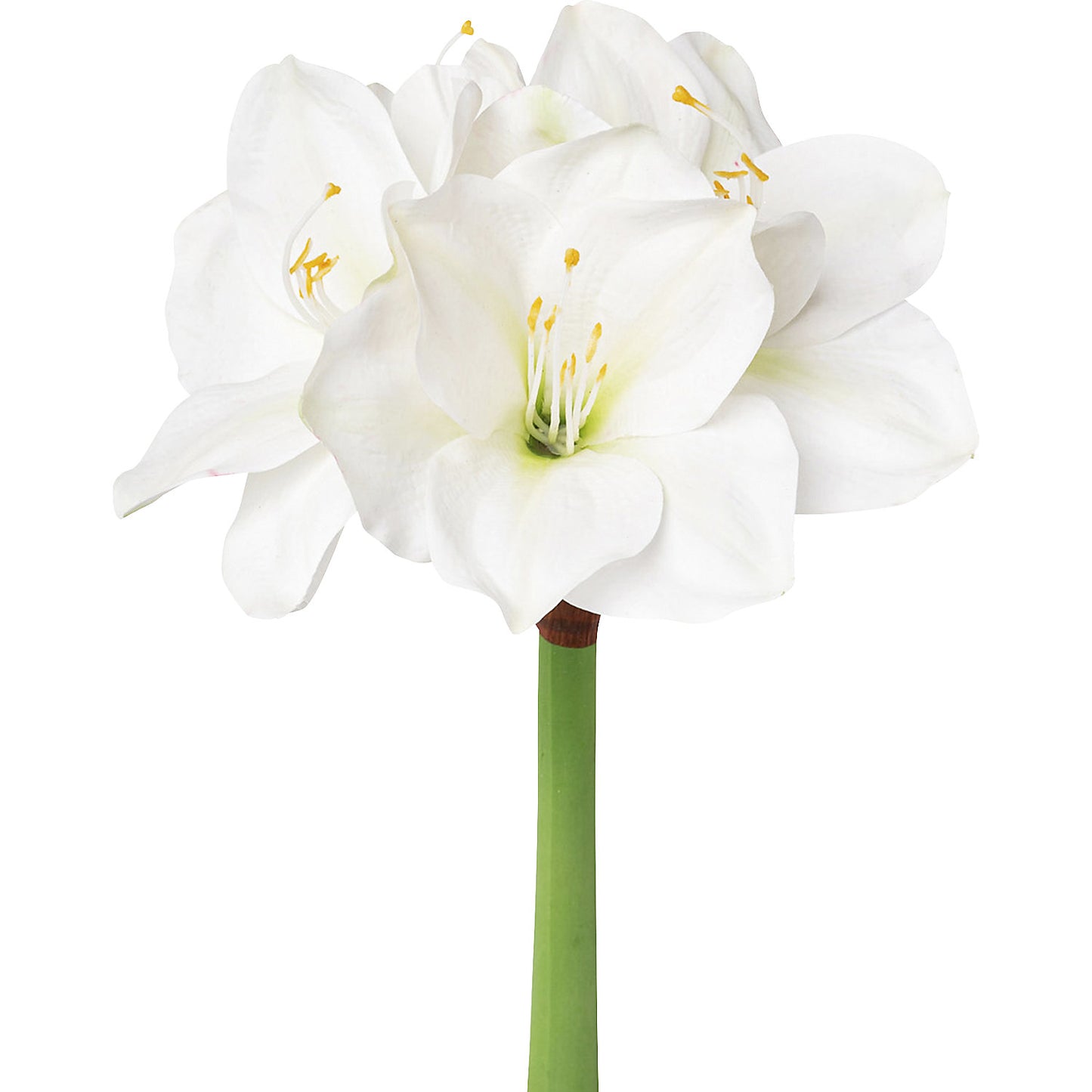 Amaryllis, white, pack of 6, overall height 560 mm.