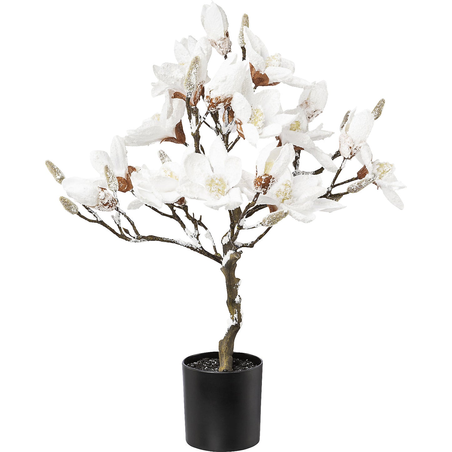 Magnolia tree, snow covered, in a plastic pot, white, overall height 580 mm.