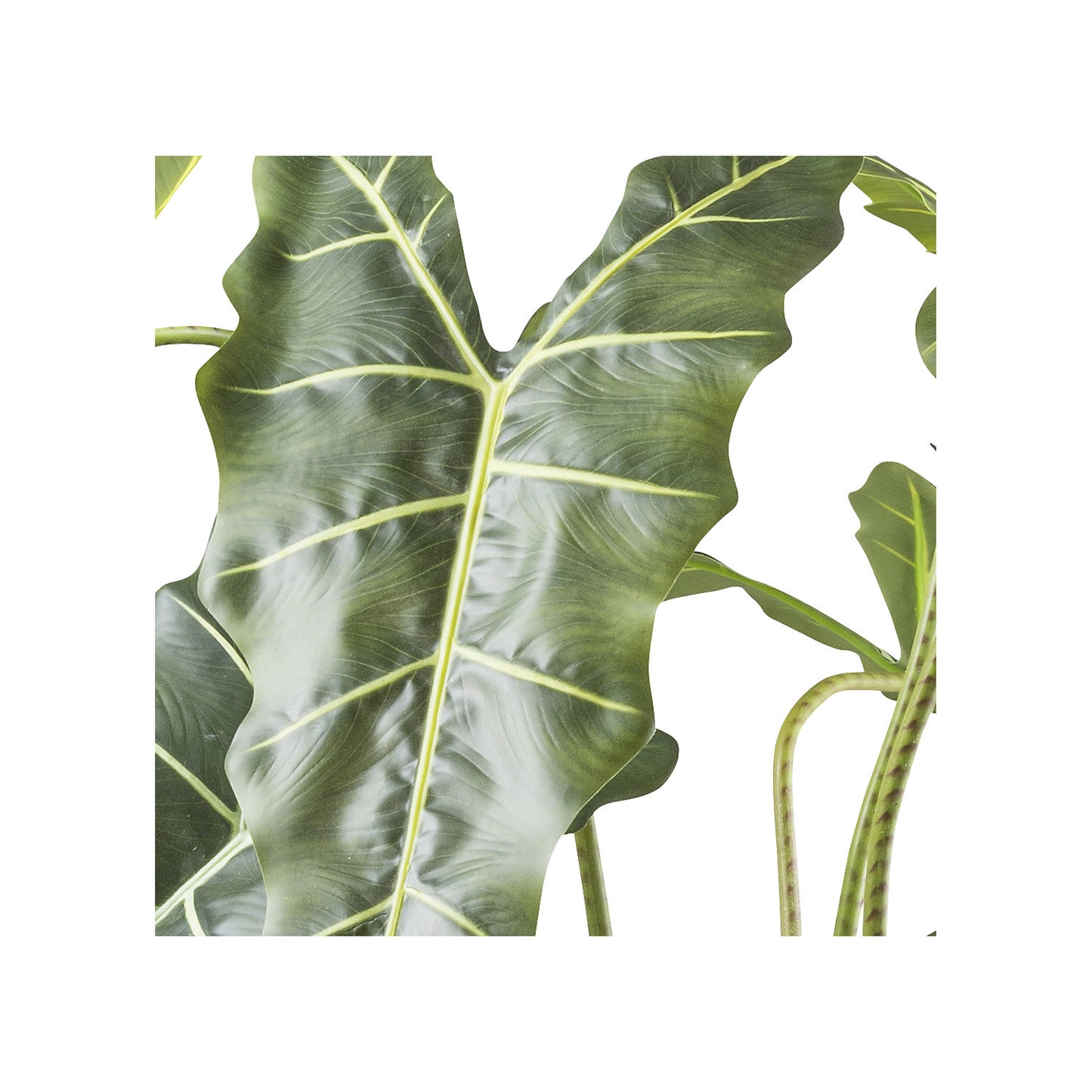 Alocasia zebrina sarian, plastic pot, height 1600 mm.