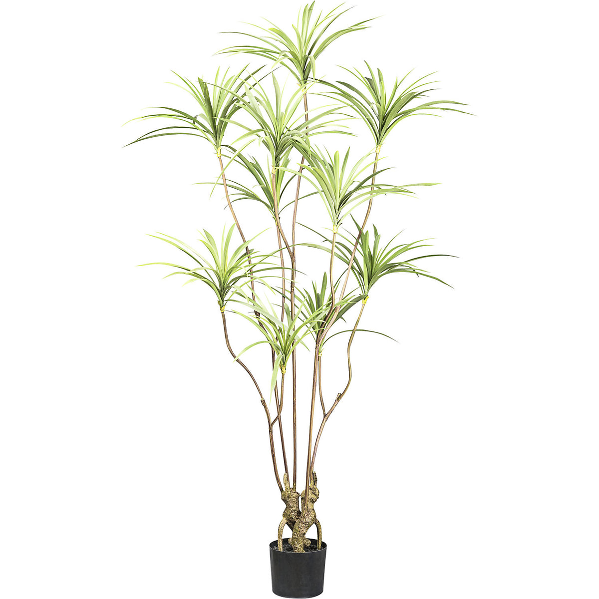 Dracaena, plastic pot, height 1800 mm.