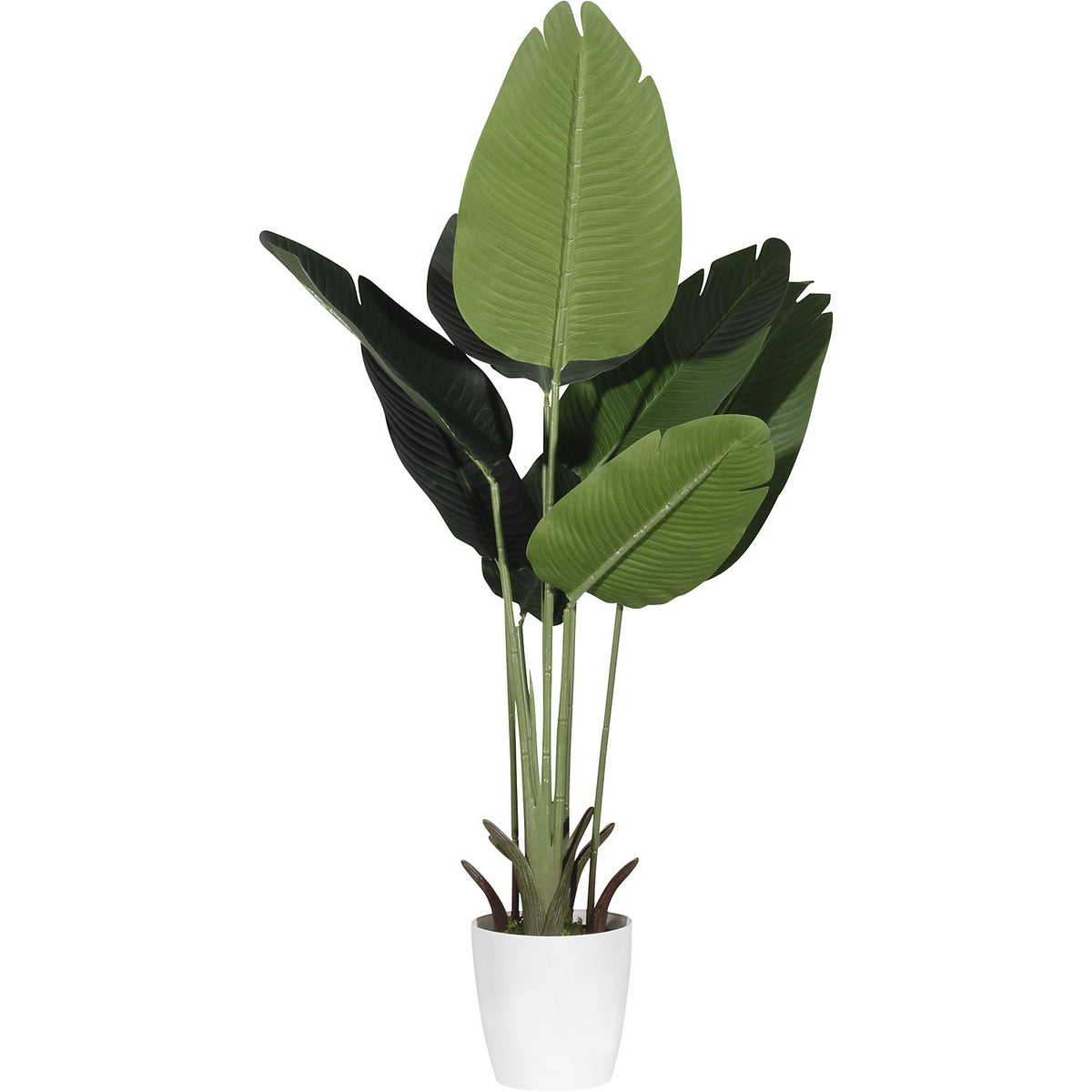 Banana tree, container Ø 150 mm, height 1150 mm.