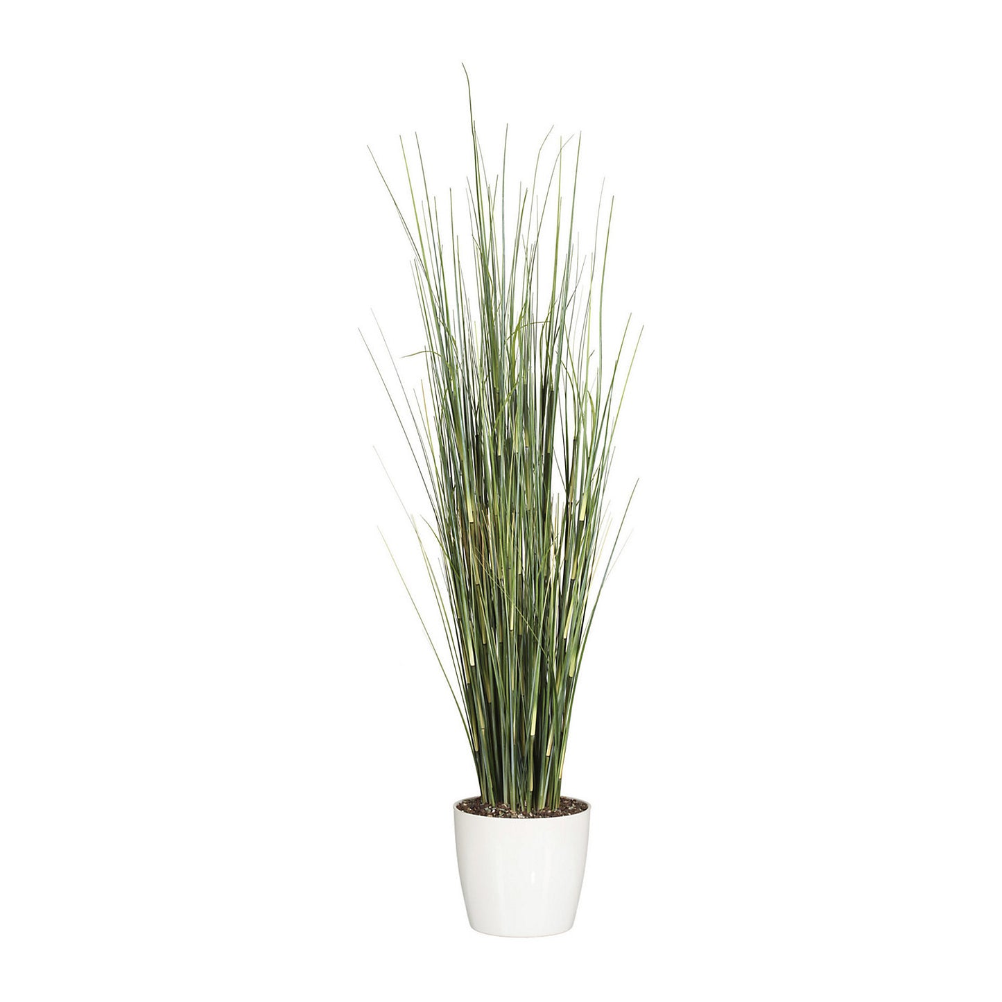 Horsetail grass, white ceramic pot, height 1550 mm.