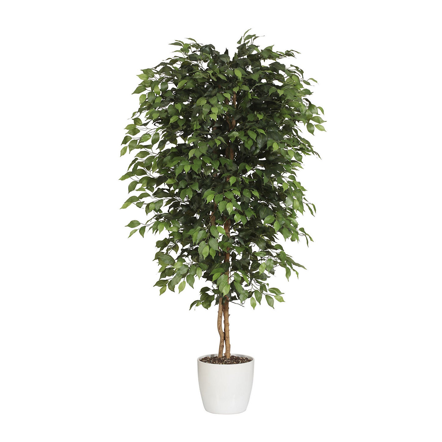 Ficus benjamina, natural trunk, with ceramic pot, height 2100 mm.