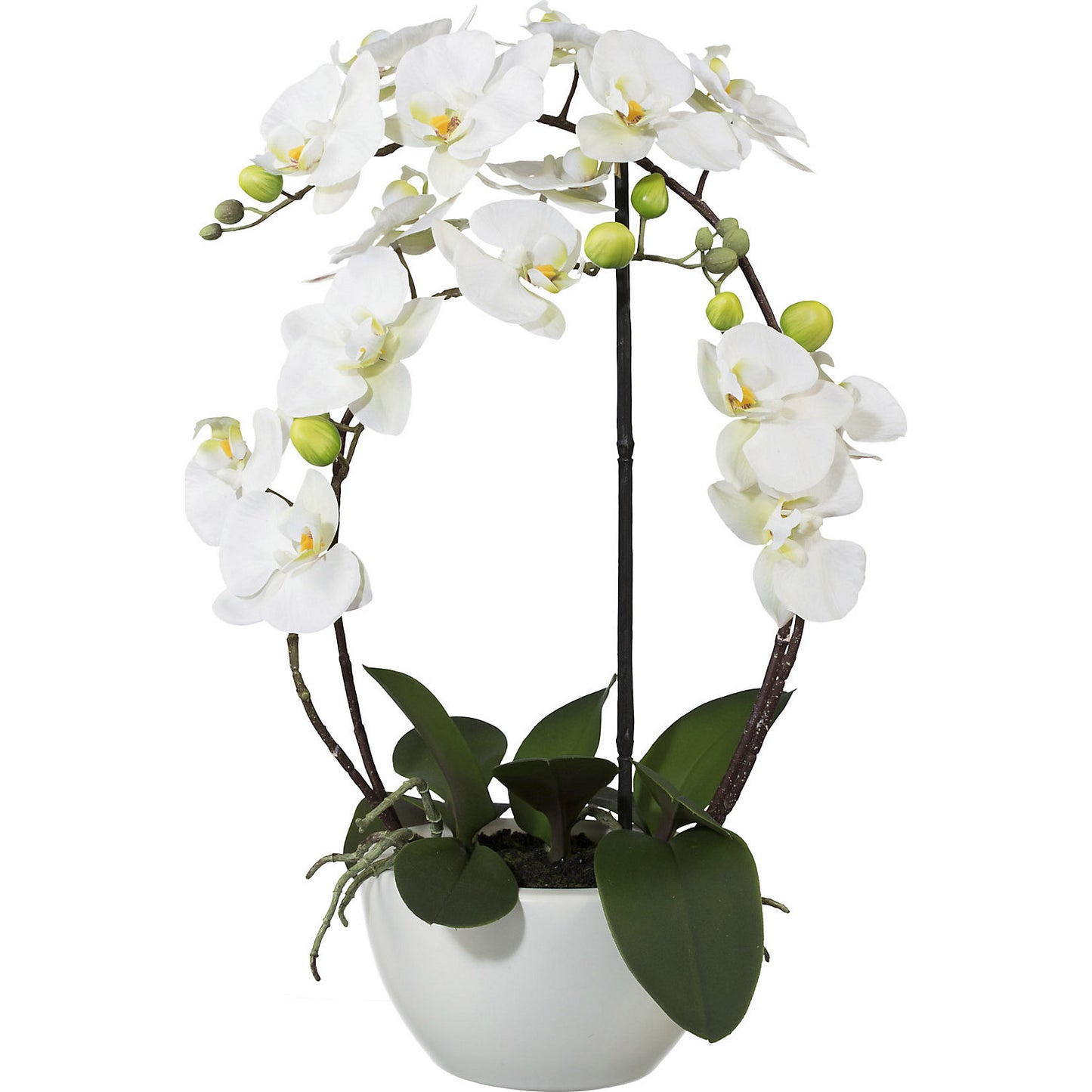 Moth orchid, height 520 mm, in a ceramic pot, white flowers, 3D print.