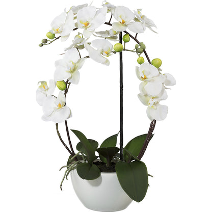Moth orchid, height 520 mm, in a ceramic pot, white flowers, 3D print.