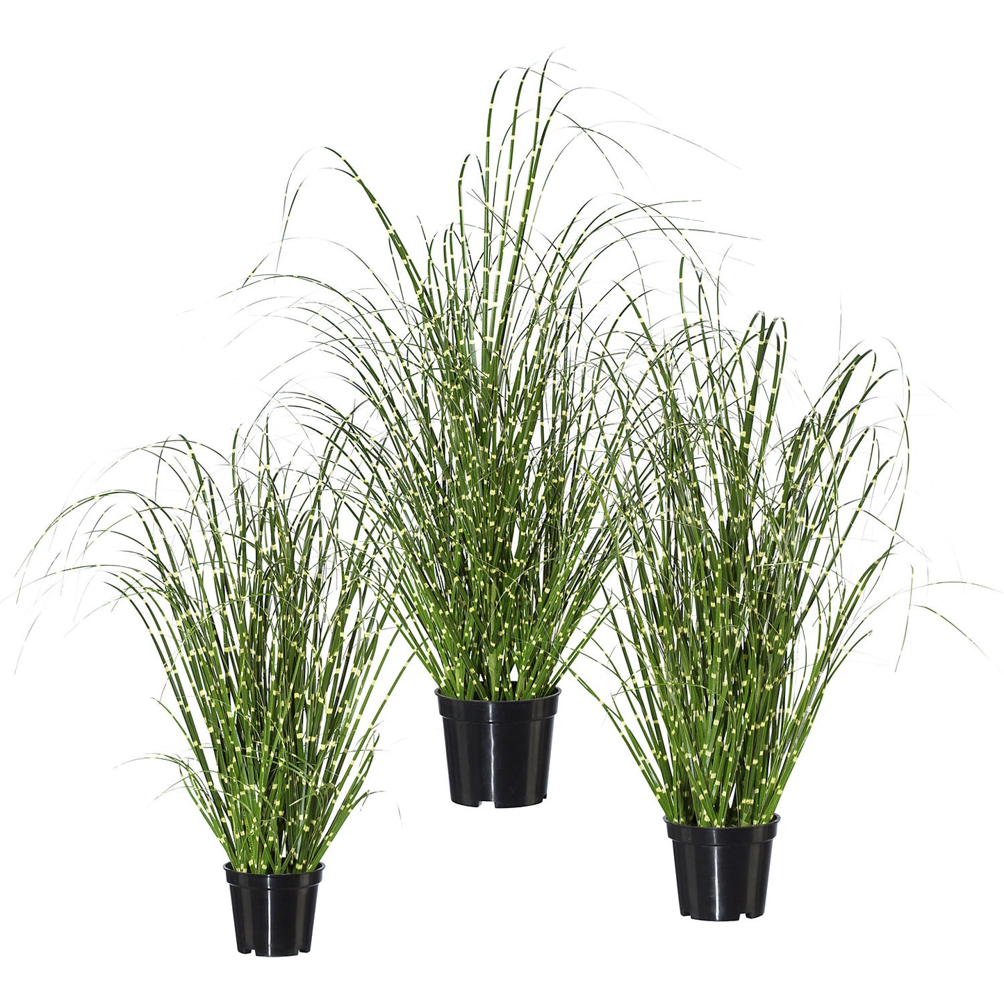 Grass bush, miscanthus zebrinus, pack of 3, height 420 mm.