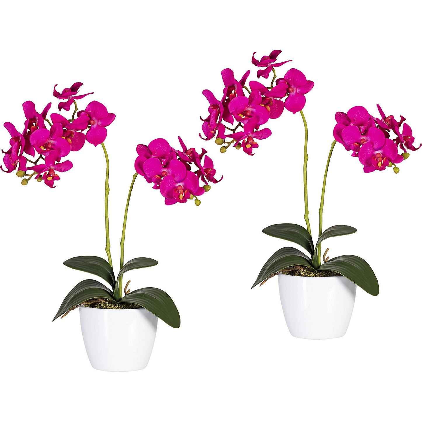 Moth orchid in a white ceramic pot, height 500 mm, pack of 2, orchid flowers.