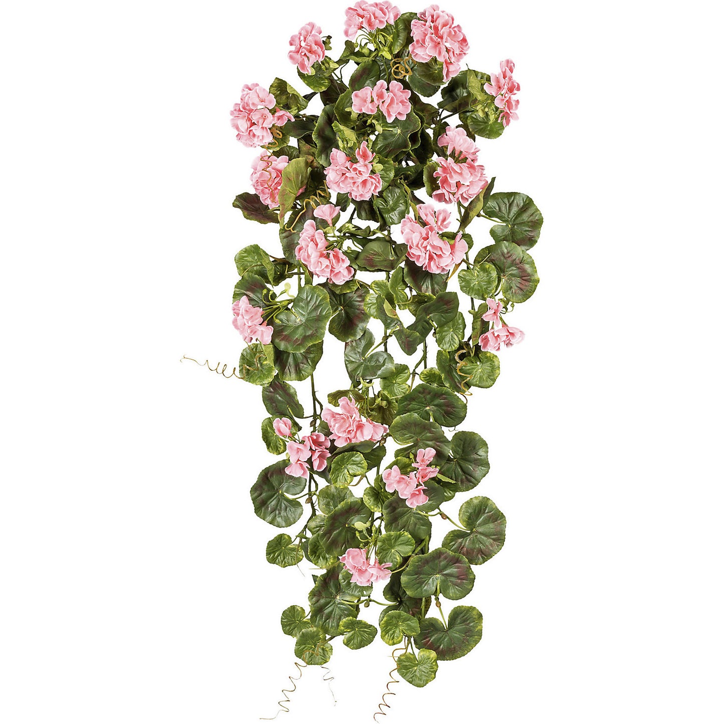 Hanging geranium, height 800 mm, UV resistant, pink flowers.