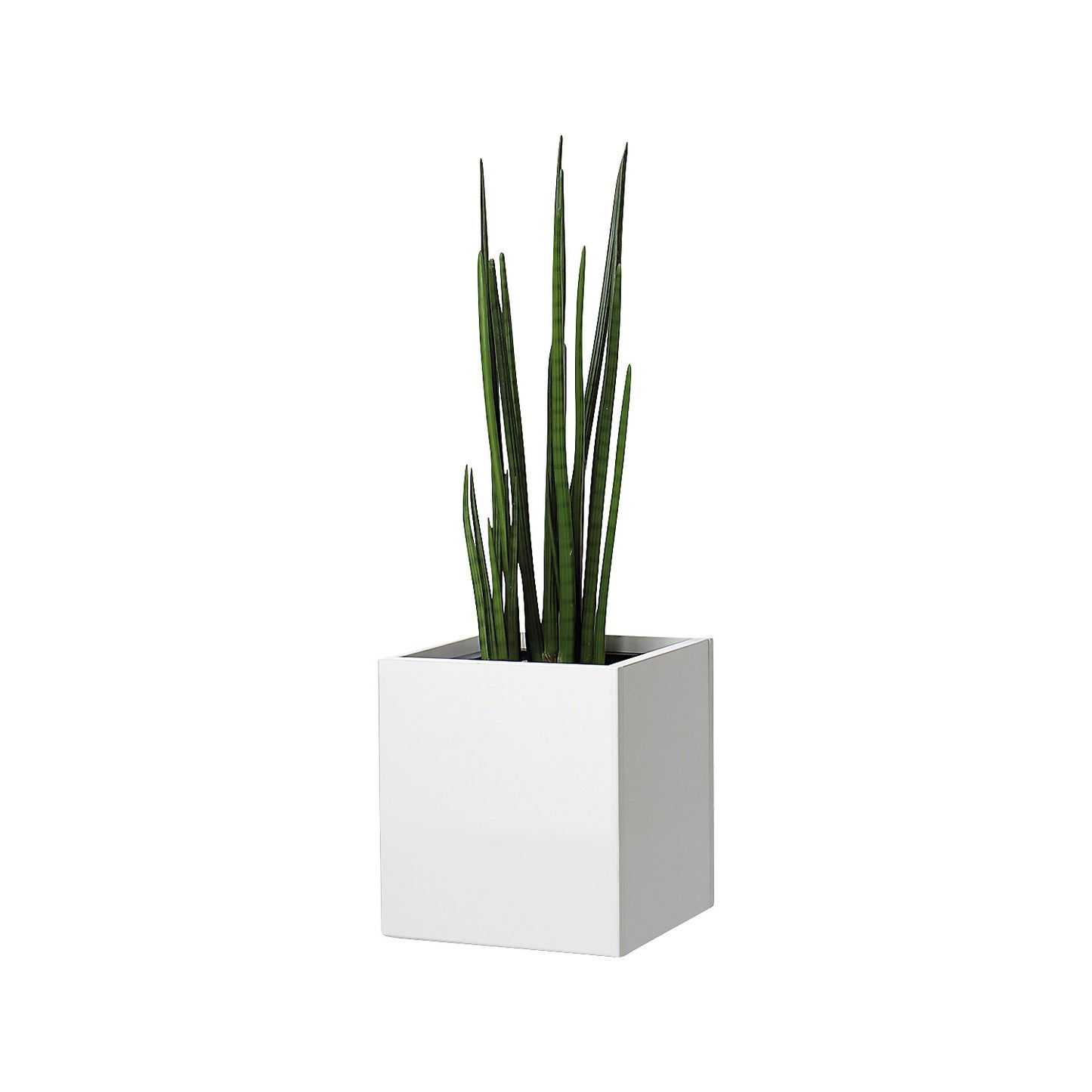 Plant pot, knee height, for 1 plant, maple finish.