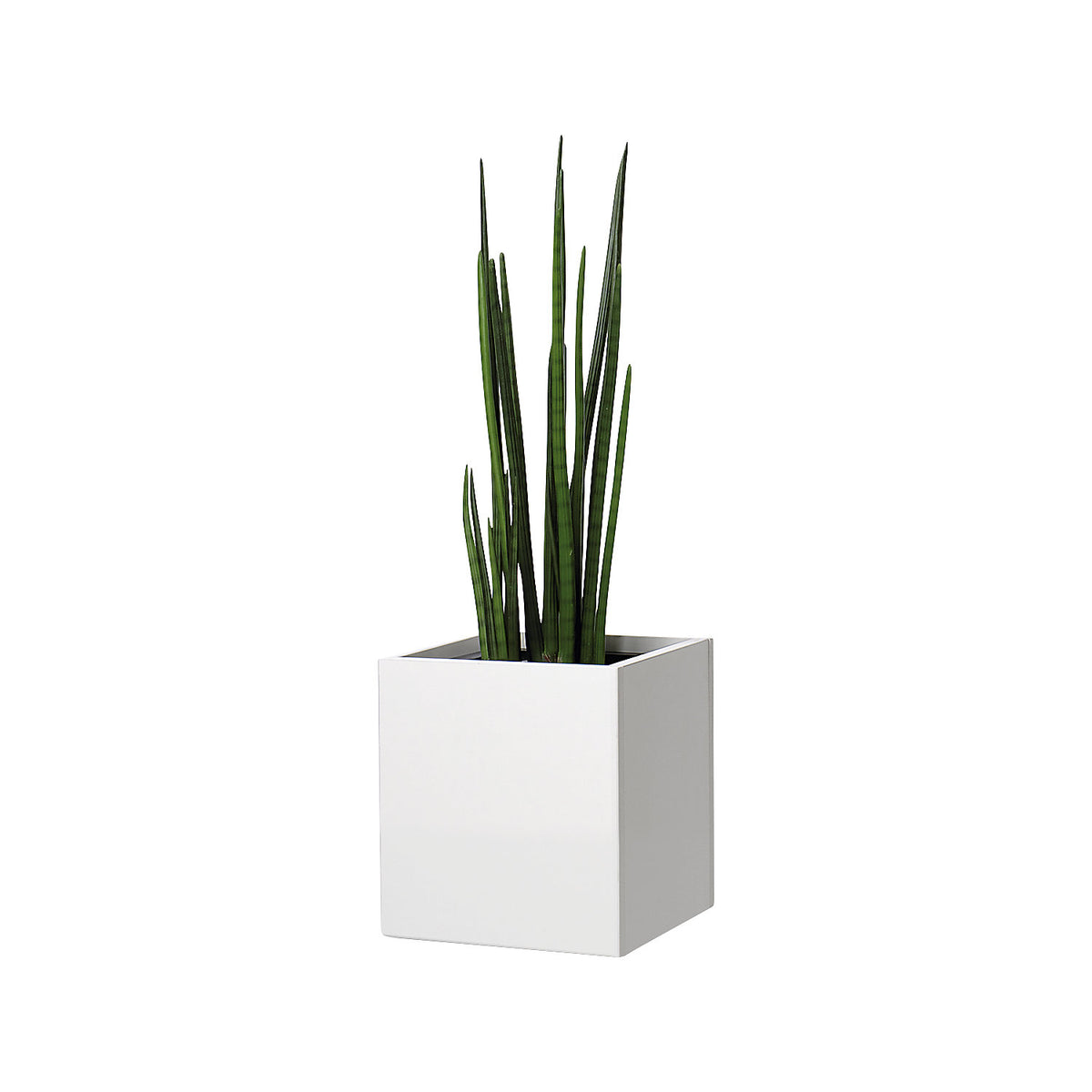 Plant pot, knee height, for 1 plant, maple finish.