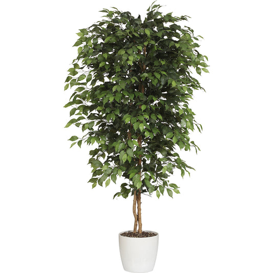 Ficus benjamina, natural trunk, with ceramic pot, height 1800 mm.