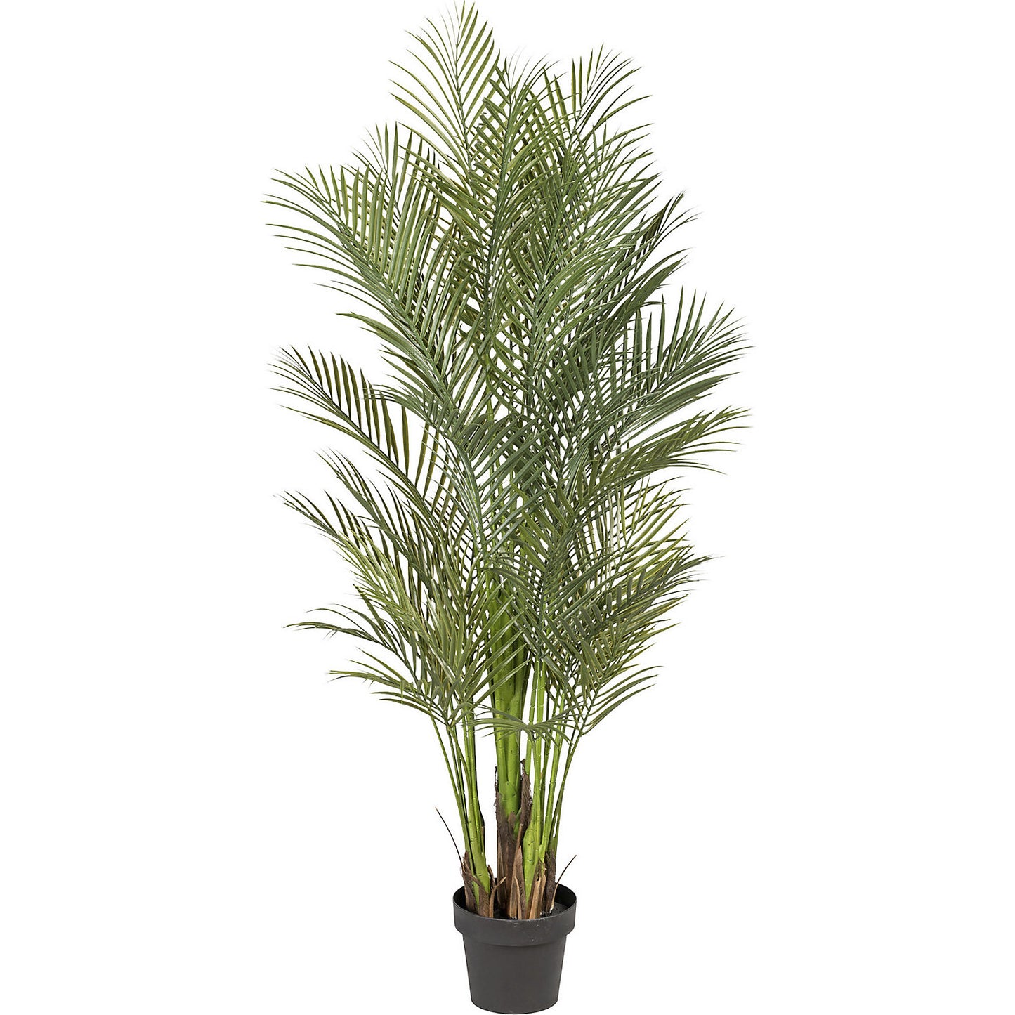Areca palm, height 1600 mm, in a plastic pot.