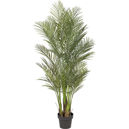 Areca palm, height 1600 mm, in a plastic pot.