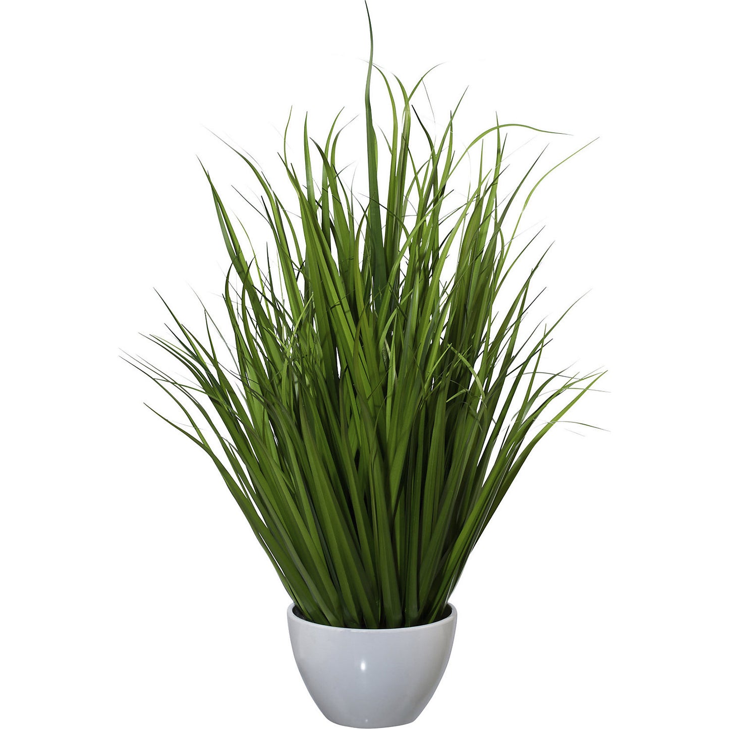 Chinese silver grass, in a plastic bowl, height 960 mm.