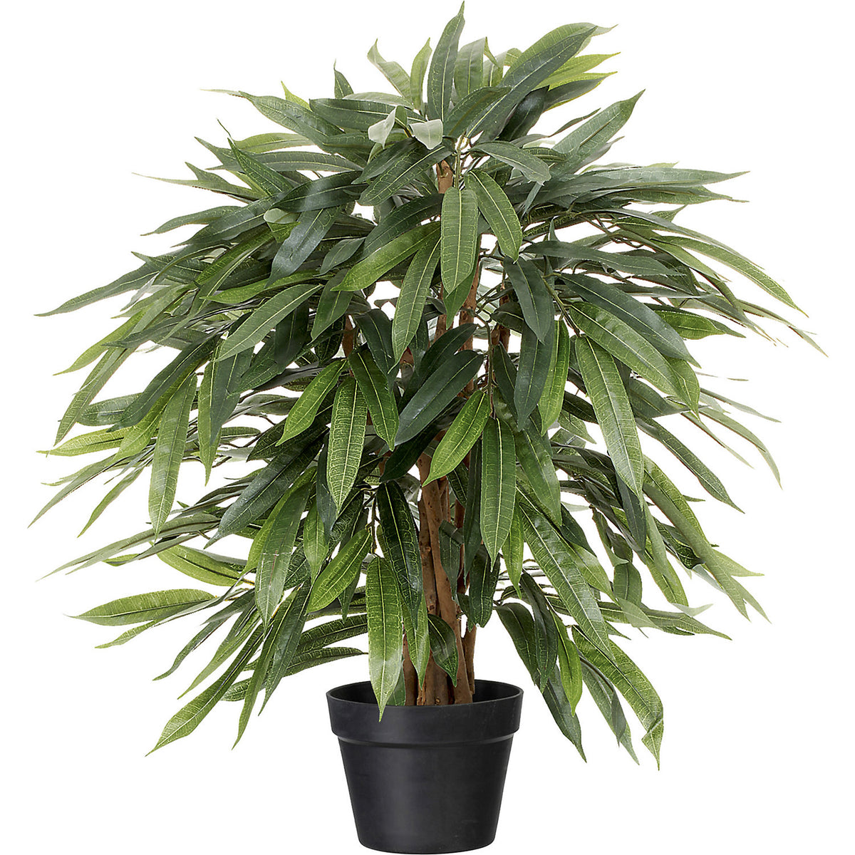 Weeping ficus, in a plastic pot, height 800 mm.