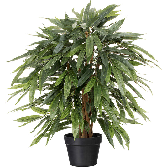Weeping ficus, in a plastic pot, height 800 mm.