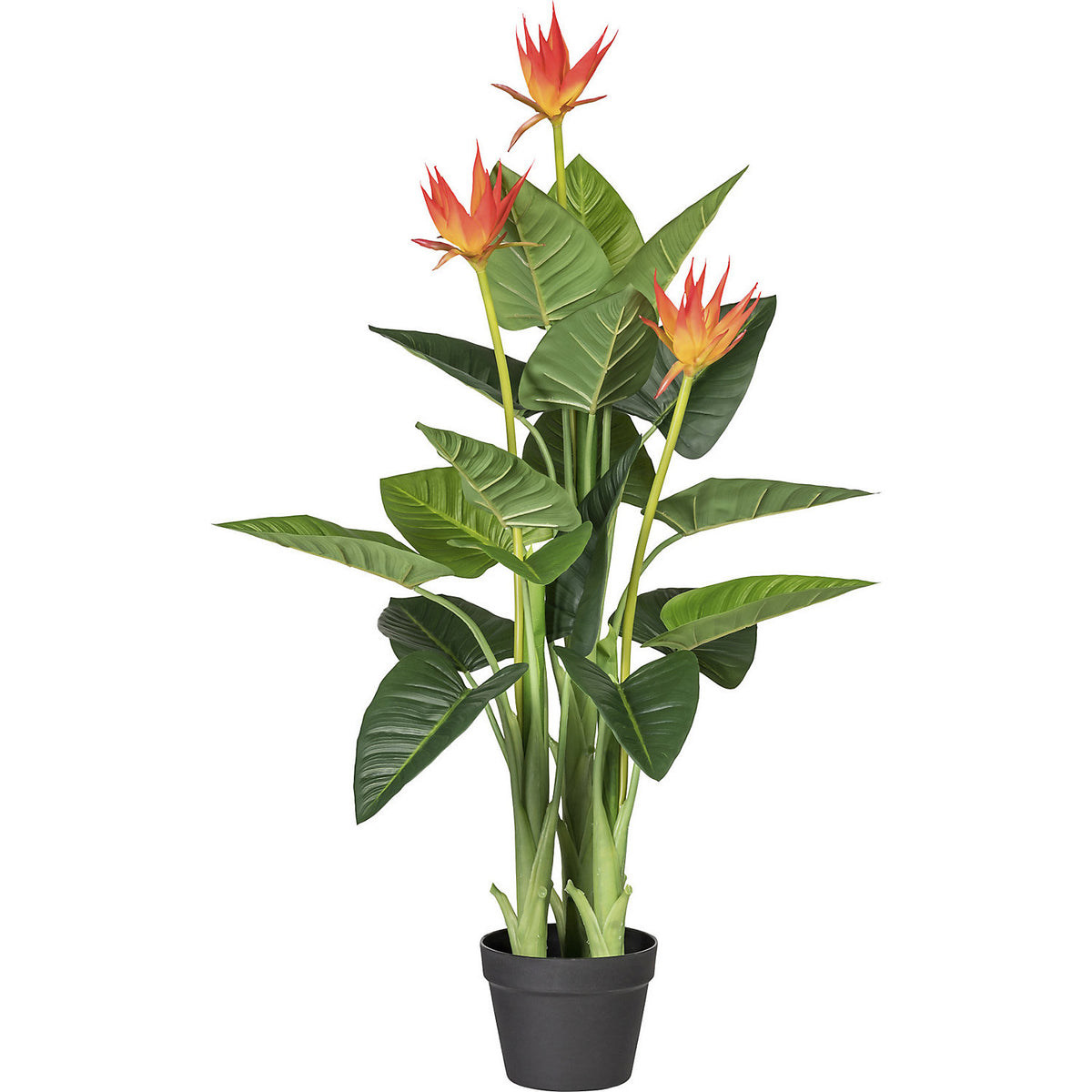 Tufted airplant, orange, in a plastic pot, height 1050 mm.