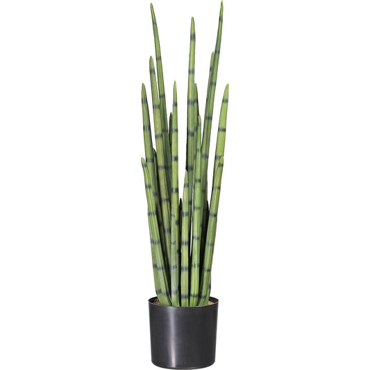 Cylindrical snake plant, in a plastic pot, height 1000 mm.