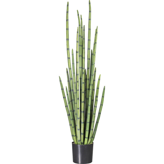 Cylindrical snake plant, in a plastic pot, height 1400 mm.