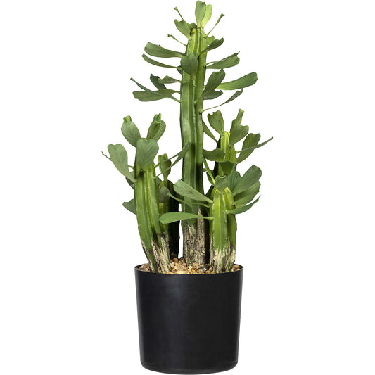 Euphorbia, in a plastic pot, black, height 400 mm, with gravel.