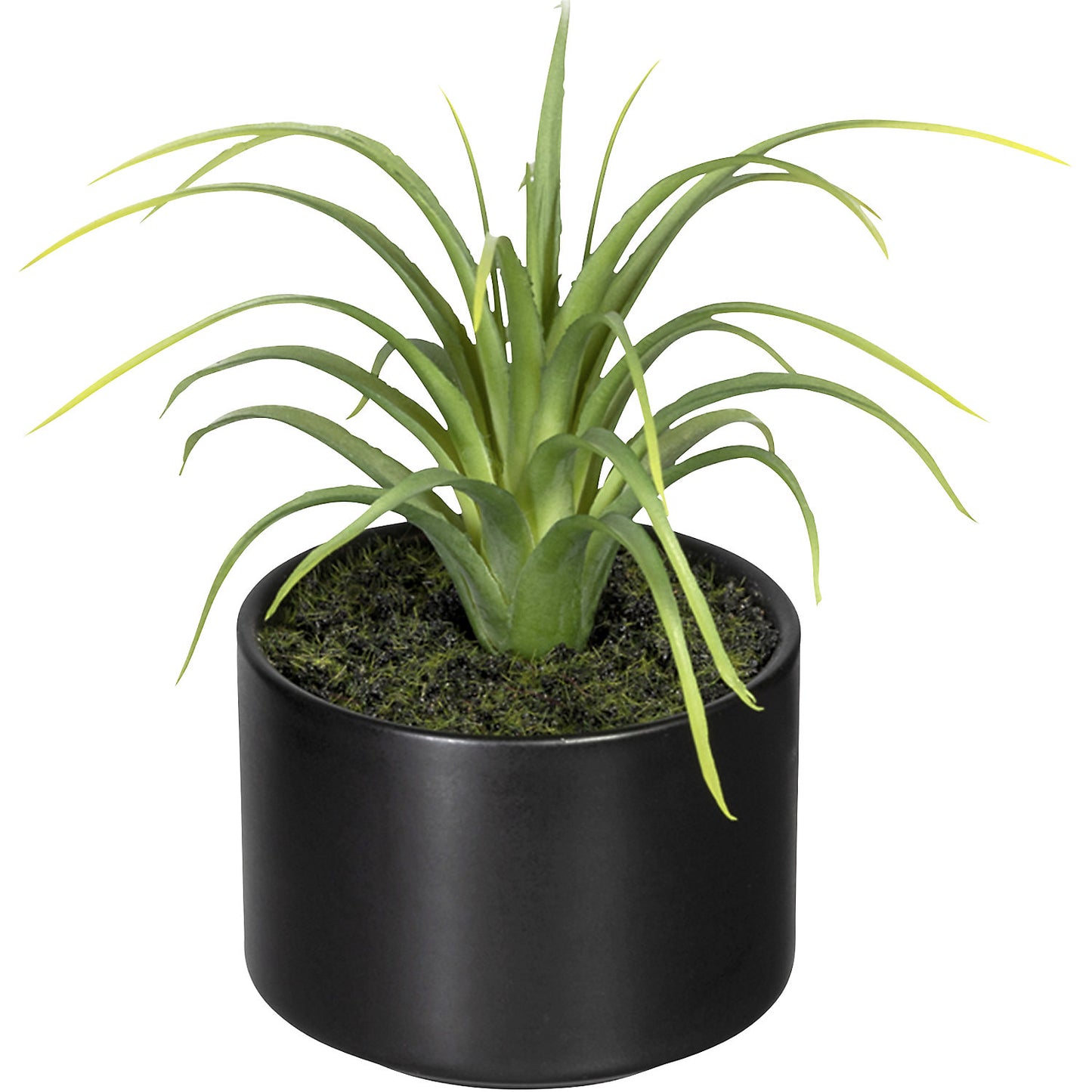 Aloe, agave, tillandsia, in a ceramic pot, pack of 6, height 250 mm, 3 different assortments.