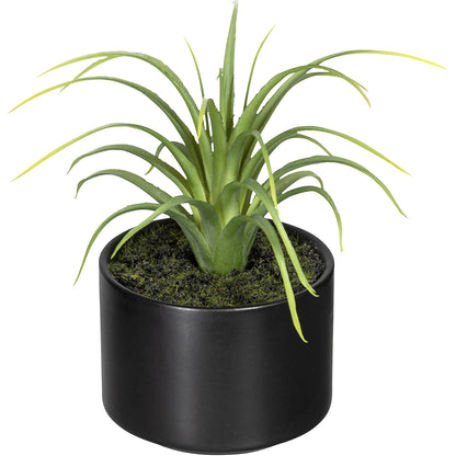 Aloe, agave, tillandsia, in a ceramic pot, pack of 6, height 250 mm, 3 different assortments.