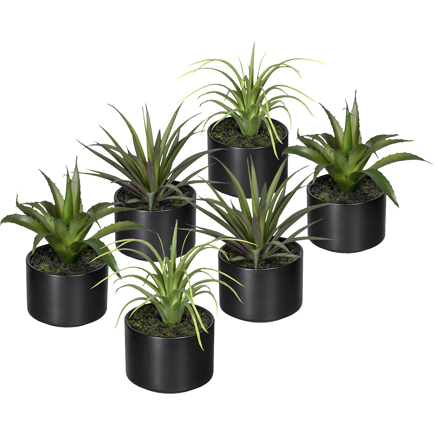 Aloe, agave, tillandsia, in a ceramic pot, pack of 6, height 250 mm, 3 different assortments.
