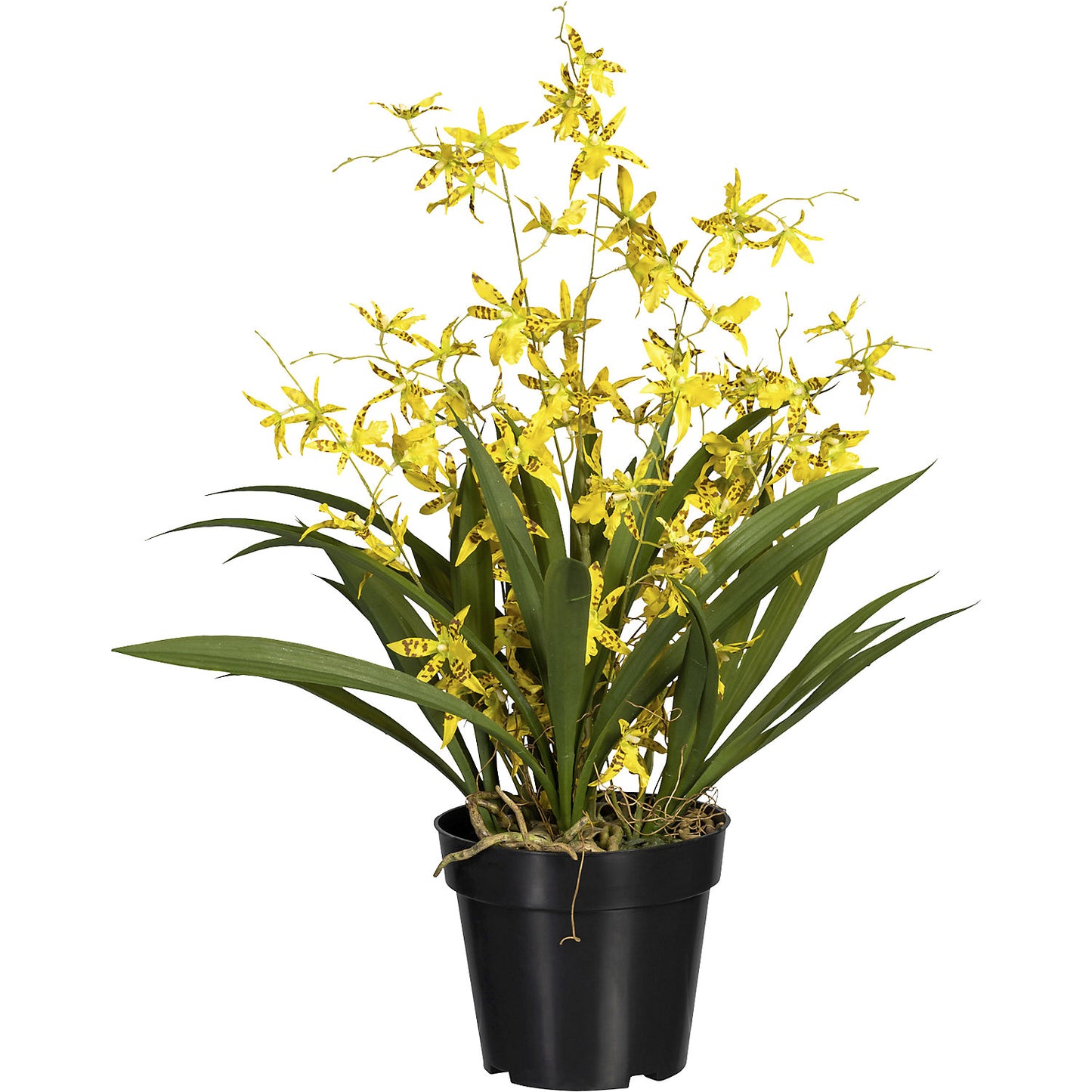 Oncidium Dancing Queen, in a plastic pot, height 600 mm, yellow.