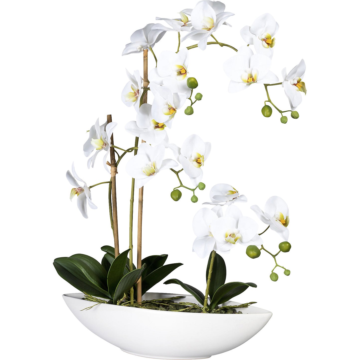 Moth orchid, in a ceramic bowl, white, height 600 mm.