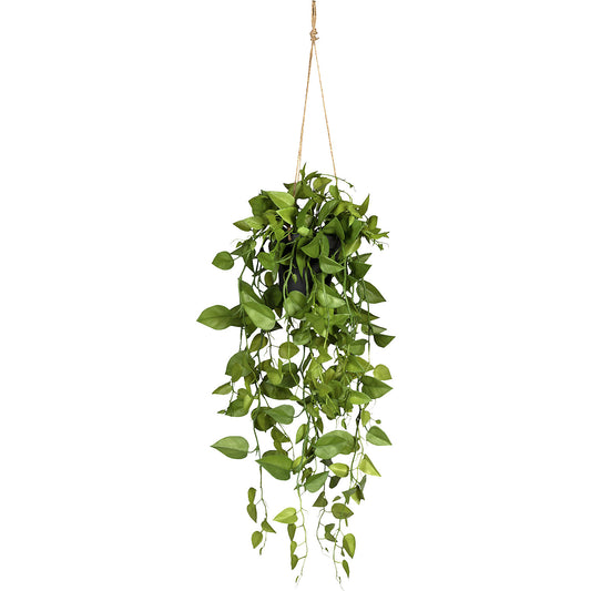 Hanging philodendron, in a plastic pot, black, length 750 mm.