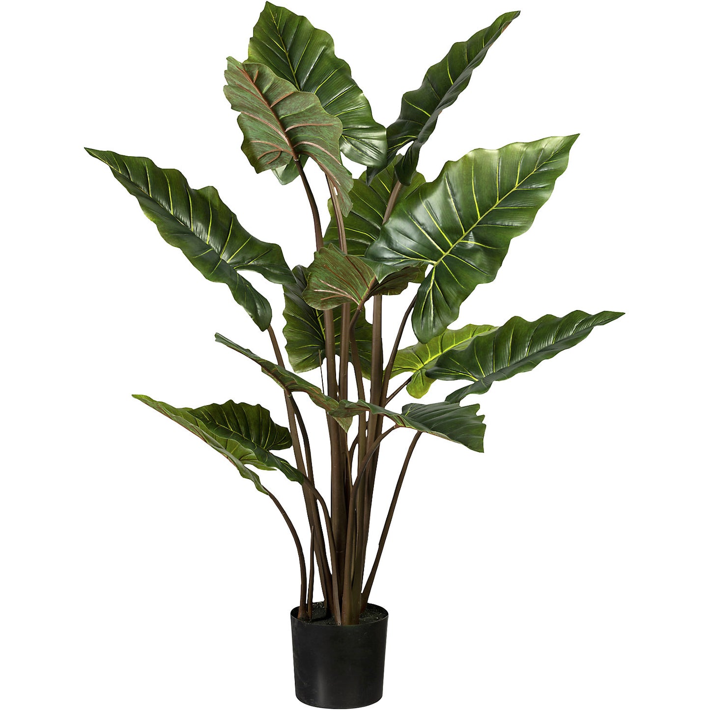 Taro plant, 14 leaves, pot with earth, height 1400 mm.