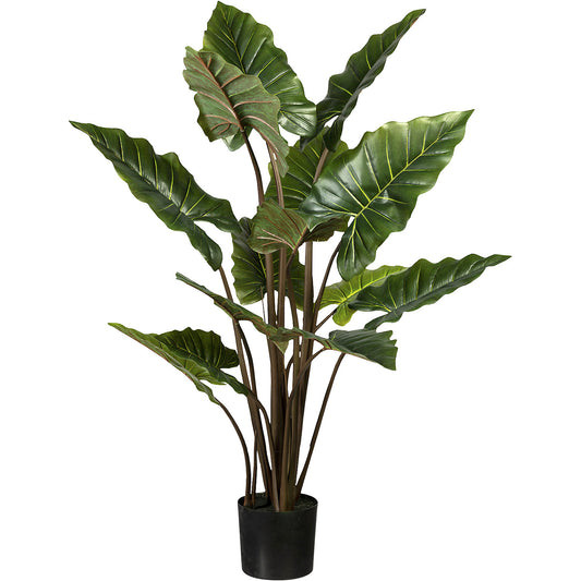 Taro plant, 14 leaves, pot with earth, height 1400 mm.